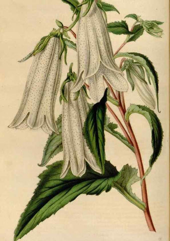 Reproducción/Reproduction 49643466326: Flore des serres et des jardins de l'Europe. A Gand :chez Louis van Houtte, eÌditeur,1845-1880.. 