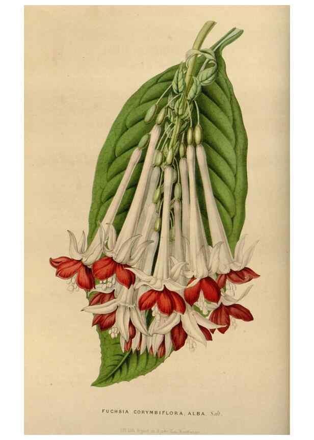 Reproducción/Reproduction 49642934608: Flore des serres et des jardins de l'Europe. A Gand :chez Louis van Houtte, eÌditeur,1845-1880.. 