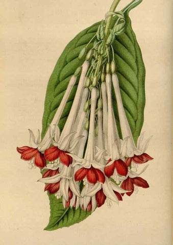 Reproducción/Reproduction 49642934608: Flore des serres et des jardins de l'Europe. A Gand :chez Louis van Houtte, eÌditeur,1845-1880.. 