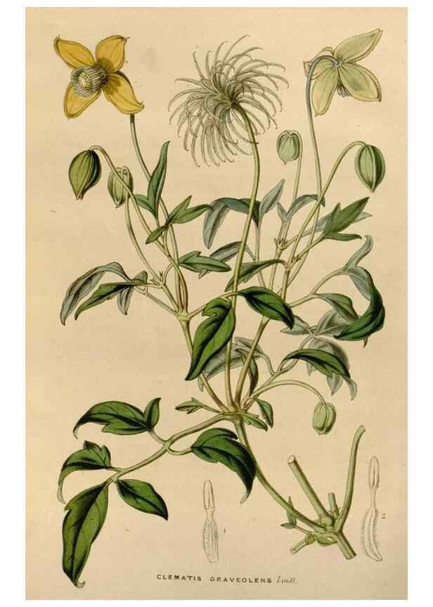 Reproducción/Reproduction 49643738267: Flore des serres et des jardins de l'Europe. A Gand :chez Louis van Houtte, eÌditeur,1845-1880.. 