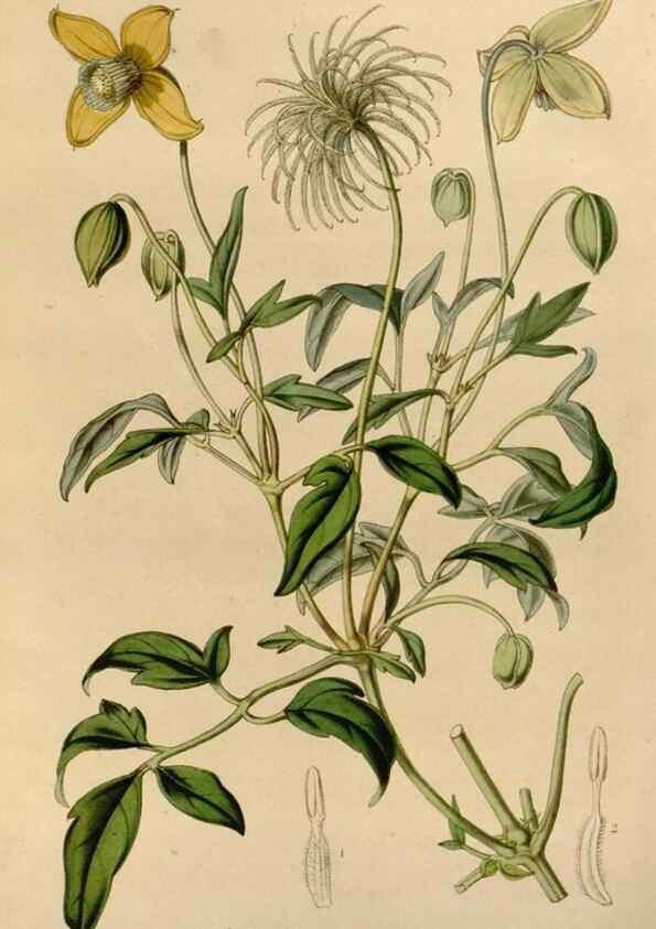 Reproducción/Reproduction 49643738267: Flore des serres et des jardins de l'Europe. A Gand :chez Louis van Houtte, eÌditeur,1845-1880.. 