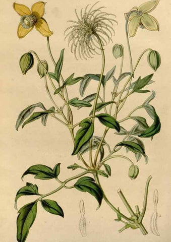 Reproducción/Reproduction 49643738267: Flore des serres et des jardins de l'Europe. A Gand :chez Louis van Houtte, eÌditeur,1845-1880.. 