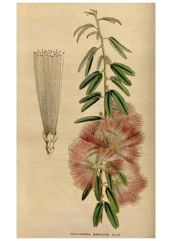 Reproducción/Reproduction 49643738562: Flore des serres et des jardins de l'Europe. A Gand :chez Louis van Houtte, eÌditeur,1845-1880.. 