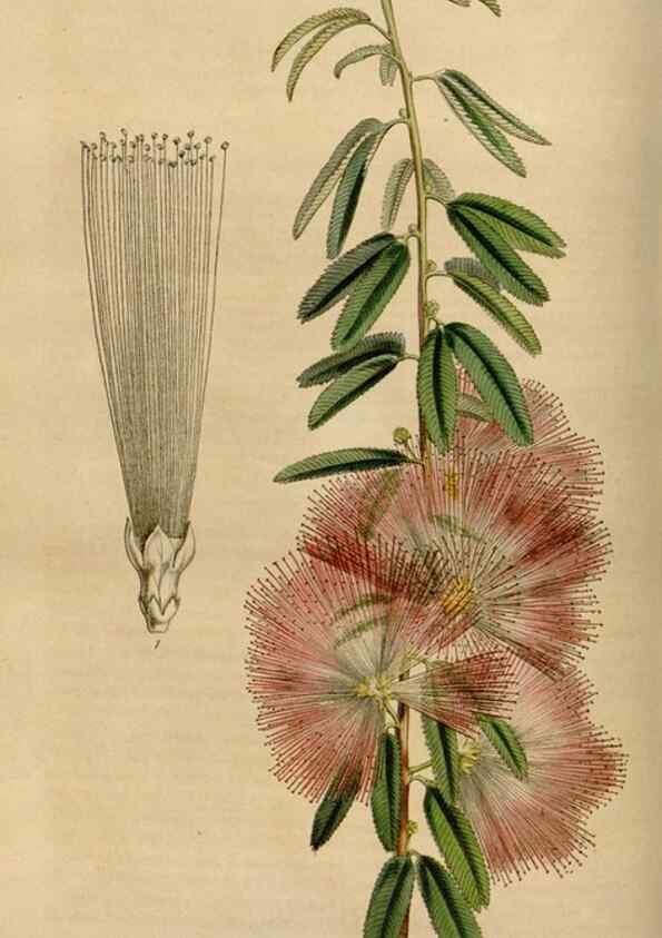 Reproducción/Reproduction 49643738562: Flore des serres et des jardins de l'Europe. A Gand :chez Louis van Houtte, eÌditeur,1845-1880.. 