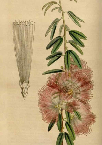 Reproducción/Reproduction 49643738562: Flore des serres et des jardins de l'Europe. A Gand :chez Louis van Houtte, eÌditeur,1845-1880.. 