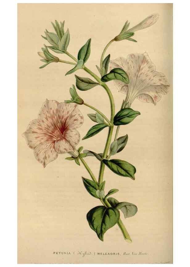 Reproducción/Reproduction 49643738767: Flore des serres et des jardins de l'Europe. A Gand :chez Louis van Houtte, eÌditeur,1845-1880.. 