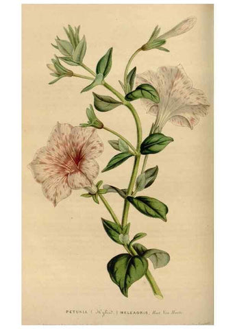 Reproducción/Reproduction 49643738767: Flore des serres et des jardins de l'Europe. A Gand :chez Louis van Houtte, eÌditeur,1845-1880.. 