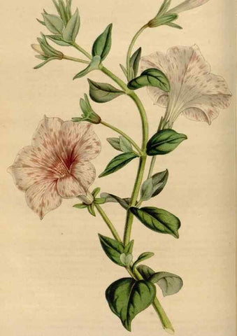 Reproducción/Reproduction 49643738767: Flore des serres et des jardins de l'Europe. A Gand :chez Louis van Houtte, eÌditeur,1845-1880.. 