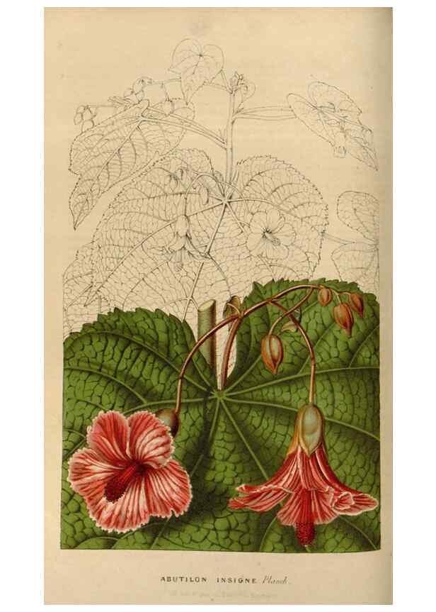 Reproducción/Reproduction 49643462896: Flore des serres et des jardins de l'Europe. A Gand :chez Louis van Houtte, eÌditeur,1845-1880.. 