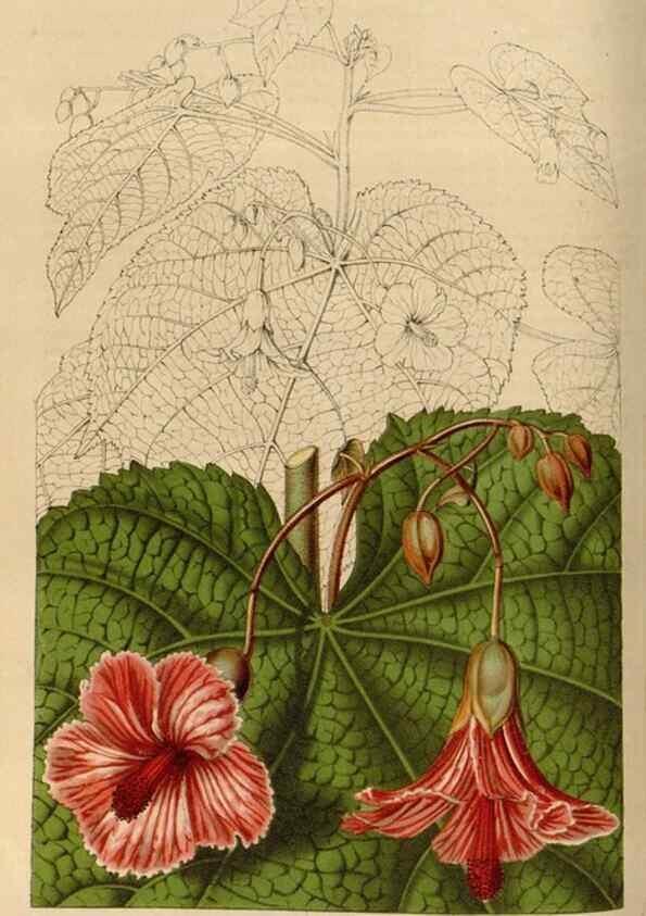 Reproducción/Reproduction 49643462896: Flore des serres et des jardins de l'Europe. A Gand :chez Louis van Houtte, eÌditeur,1845-1880.. 