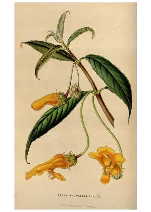 Reproducción/Reproduction 49643739272: Flore des serres et des jardins de l'Europe. A Gand :chez Louis van Houtte, eÌditeur,1845-1880.. 