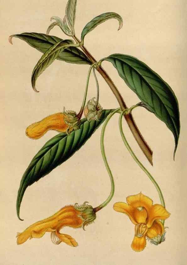 Reproducción/Reproduction 49643739272: Flore des serres et des jardins de l'Europe. A Gand :chez Louis van Houtte, eÌditeur,1845-1880.. 