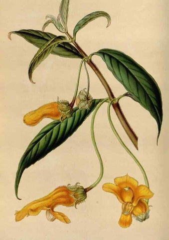Reproducción/Reproduction 49643739272: Flore des serres et des jardins de l'Europe. A Gand :chez Louis van Houtte, eÌditeur,1845-1880.. 
