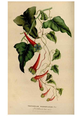 Reproducción/Reproduction 49642936108: Flore des serres et des jardins de l'Europe. A Gand :chez Louis van Houtte, eÌditeur,1845-1880.. 