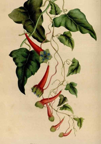 Reproducción/Reproduction 49642936108: Flore des serres et des jardins de l'Europe. A Gand :chez Louis van Houtte, eÌditeur,1845-1880.. 