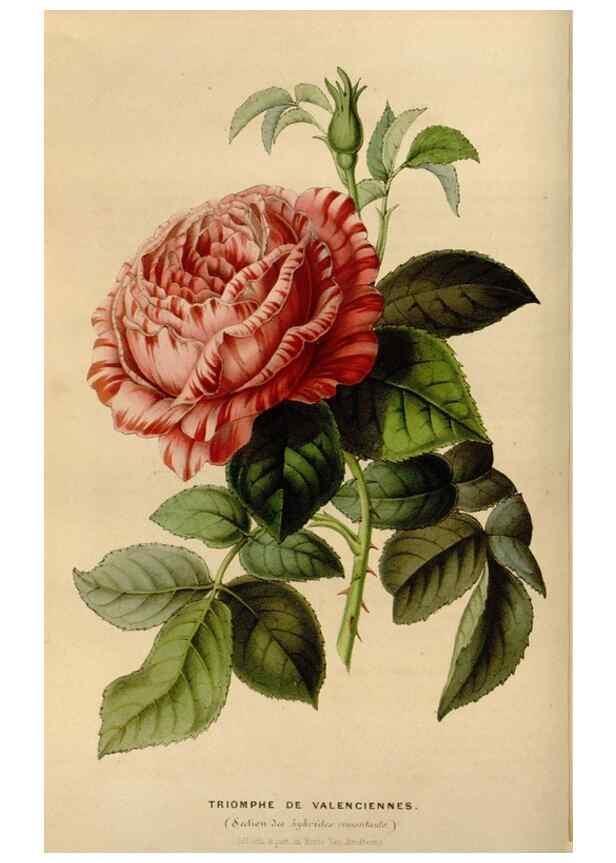 Reproducción/Reproduction 49642933768: Flore des serres et des jardins de l'Europe. A Gand :chez Louis van Houtte, eÌditeur,1845-1880.. 