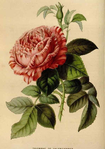 Reproducción/Reproduction 49642933768: Flore des serres et des jardins de l'Europe. A Gand :chez Louis van Houtte, eÌditeur,1845-1880.. 