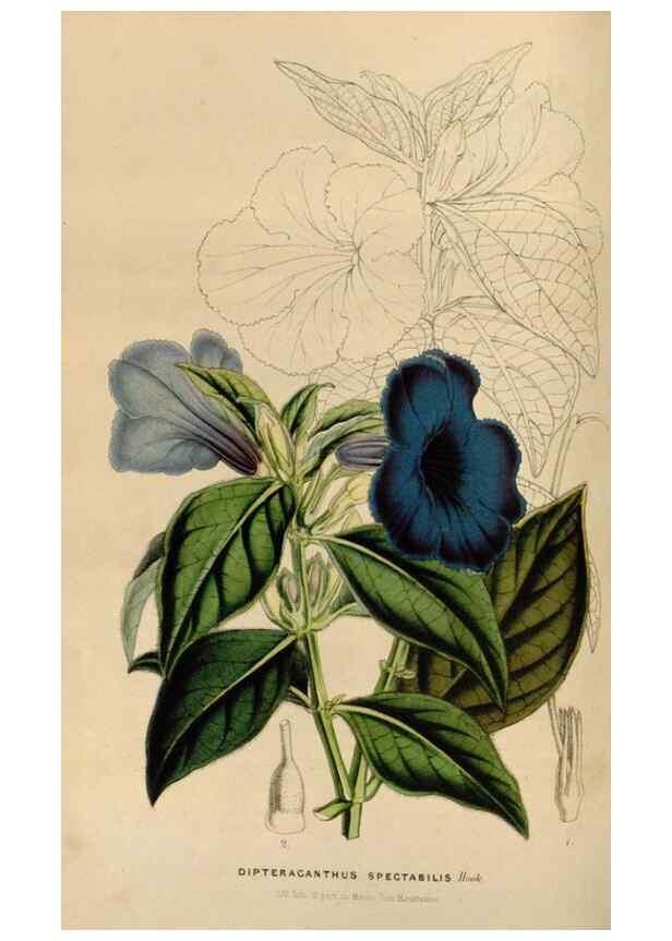 Reproducción/Reproduction 49643739752: Flore des serres et des jardins de l'Europe. A Gand :chez Louis van Houtte, eÌditeur,1845-1880.. 