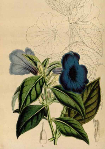 Reproducción/Reproduction 49643739752: Flore des serres et des jardins de l'Europe. A Gand :chez Louis van Houtte, eÌditeur,1845-1880.. 