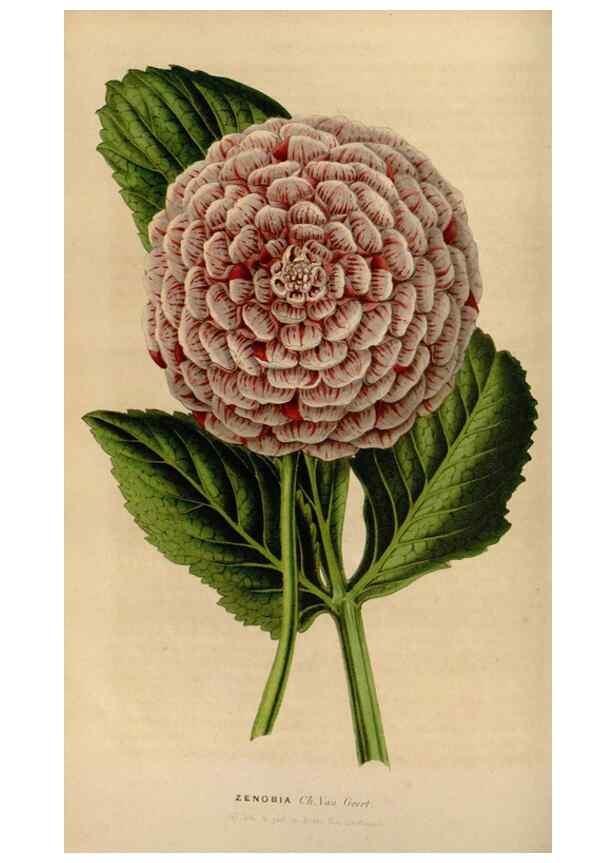 Reproducción/Reproduction 49643740392: Flore des serres et des jardins de l'Europe. A Gand :chez Louis van Houtte, eÌditeur,1845-1880.. 