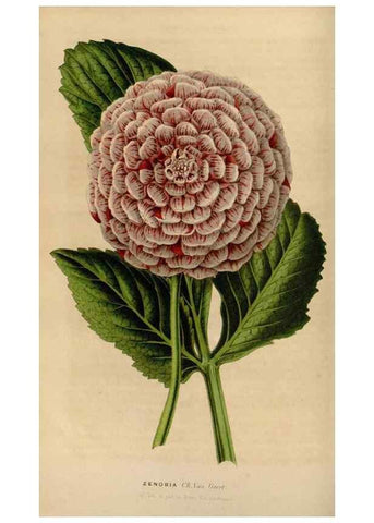 Reproducción/Reproduction 49643740392: Flore des serres et des jardins de l'Europe. A Gand :chez Louis van Houtte, eÌditeur,1845-1880.. 