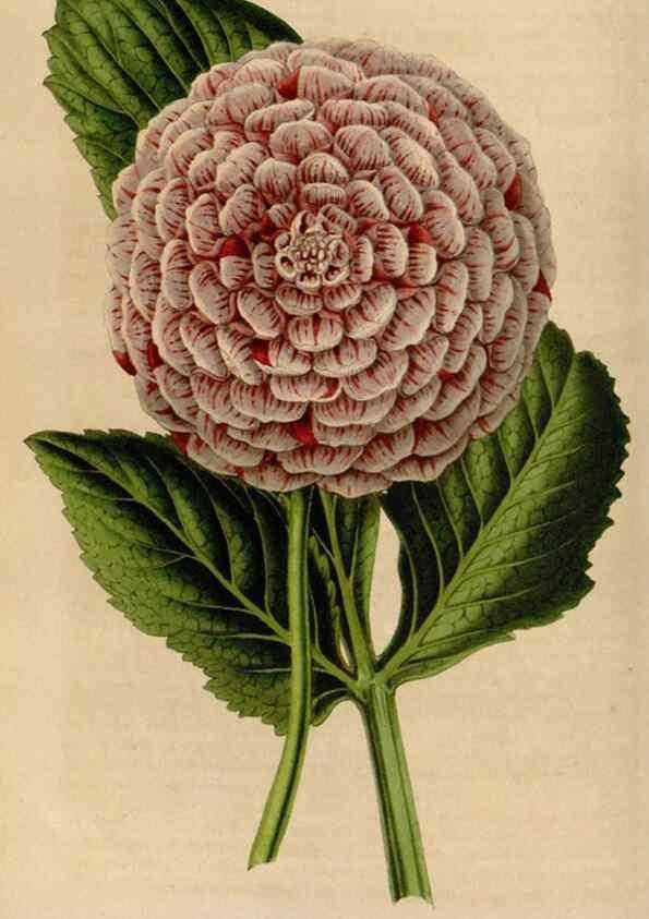 Reproducción/Reproduction 49643740392: Flore des serres et des jardins de l'Europe. A Gand :chez Louis van Houtte, eÌditeur,1845-1880.. 