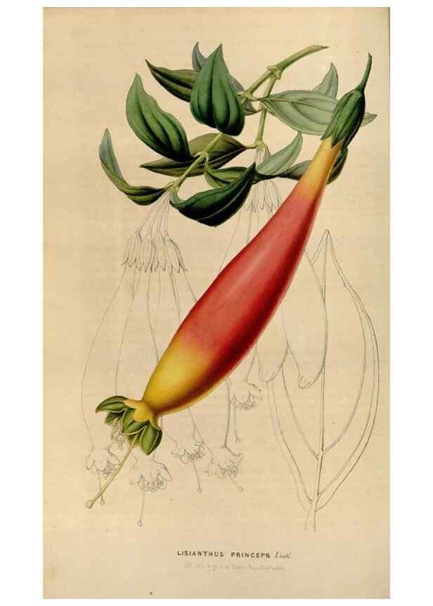 Reproducción/Reproduction 49643740662: Flore des serres et des jardins de l'Europe. A Gand :chez Louis van Houtte, eÌditeur,1845-1880.. 