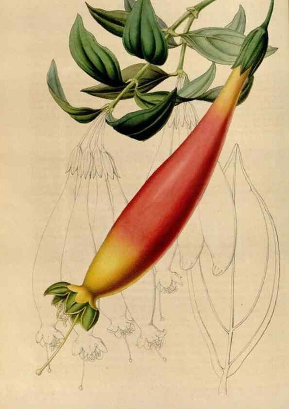 Reproducción/Reproduction 49643740662: Flore des serres et des jardins de l'Europe. A Gand :chez Louis van Houtte, eÌditeur,1845-1880.. 