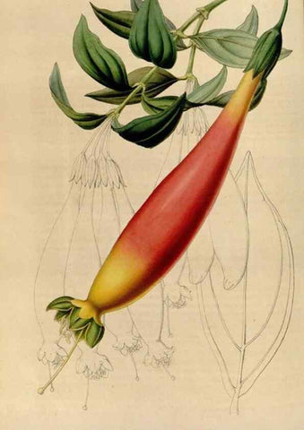 Reproducción/Reproduction 49643740662: Flore des serres et des jardins de l'Europe. A Gand :chez Louis van Houtte, eÌditeur,1845-1880.. 