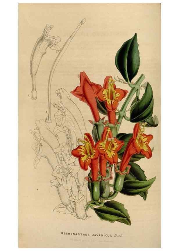 Reproducción/Reproduction 49642937763: Flore des serres et des jardins de l'Europe. A Gand :chez Louis van Houtte, eÌditeur,1845-1880.. 