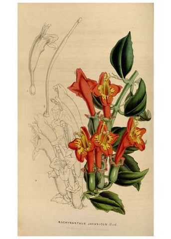 Reproducción/Reproduction 49642937763: Flore des serres et des jardins de l'Europe. A Gand :chez Louis van Houtte, eÌditeur,1845-1880.. 