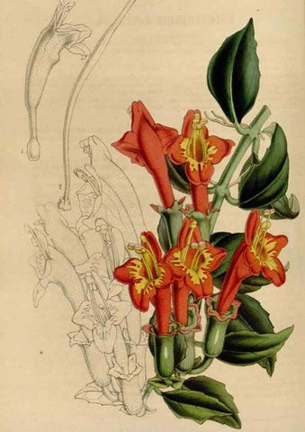 Reproducción/Reproduction 49642937763: Flore des serres et des jardins de l'Europe. A Gand :chez Louis van Houtte, eÌditeur,1845-1880.. 