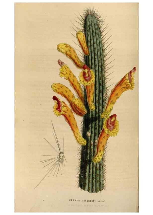 Reproducción/Reproduction 49643465186: Flore des serres et des jardins de l'Europe. A Gand :chez Louis van Houtte, eÌditeur,1845-1880.. 