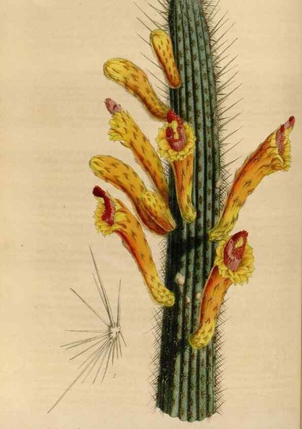 Reproducción/Reproduction 49643465186: Flore des serres et des jardins de l'Europe. A Gand :chez Louis van Houtte, eÌditeur,1845-1880.. 