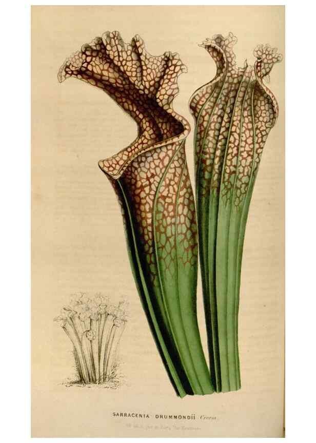 Reproducción/Reproduction 49643741597: Flore des serres et des jardins de l'Europe. A Gand :chez Louis van Houtte, eÌditeur,1845-1880.. 