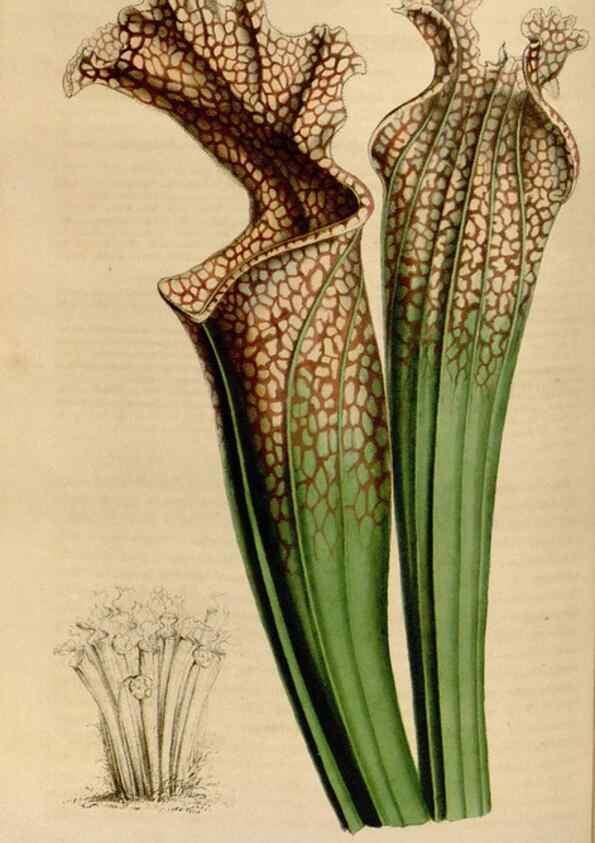 Reproducción/Reproduction 49643741597: Flore des serres et des jardins de l'Europe. A Gand :chez Louis van Houtte, eÌditeur,1845-1880.. 