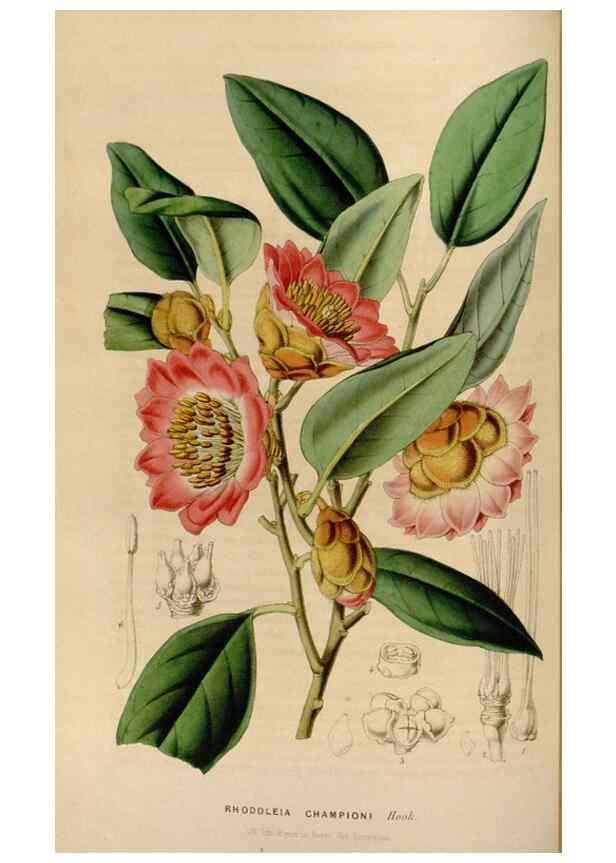 Reproducción/Reproduction 49643465796: Flore des serres et des jardins de l'Europe. A Gand :chez Louis van Houtte, eÌditeur,1845-1880.. 
