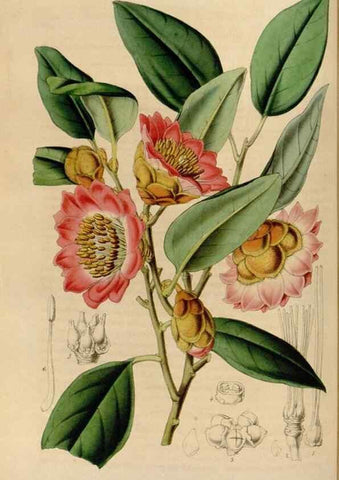 Reproducción/Reproduction 49643465796: Flore des serres et des jardins de l'Europe. A Gand :chez Louis van Houtte, eÌditeur,1845-1880.. 