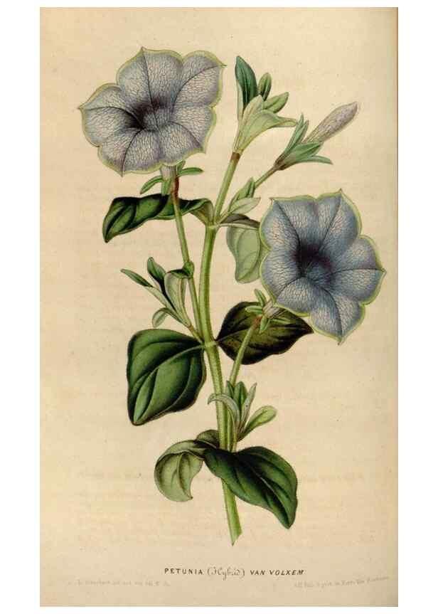 Reproducción/Reproduction 49642938963: Flore des serres et des jardins de l'Europe. A Gand :chez Louis van Houtte, eÌditeur,1845-1880.. 