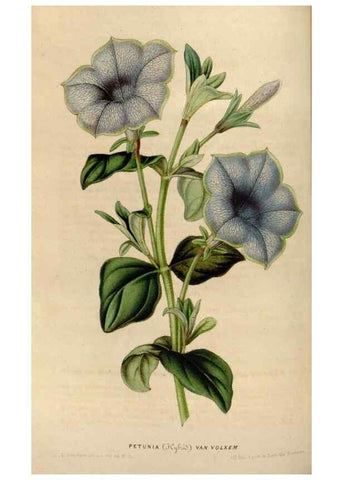 Reproducción/Reproduction 49642938963: Flore des serres et des jardins de l'Europe. A Gand :chez Louis van Houtte, eÌditeur,1845-1880.. 