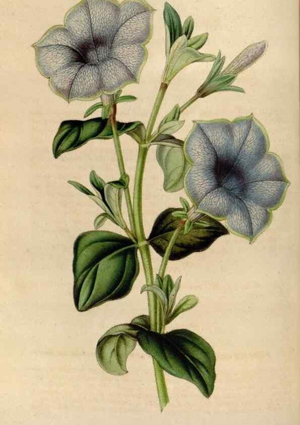 Reproducción/Reproduction 49642938963: Flore des serres et des jardins de l'Europe. A Gand :chez Louis van Houtte, eÌditeur,1845-1880.. 