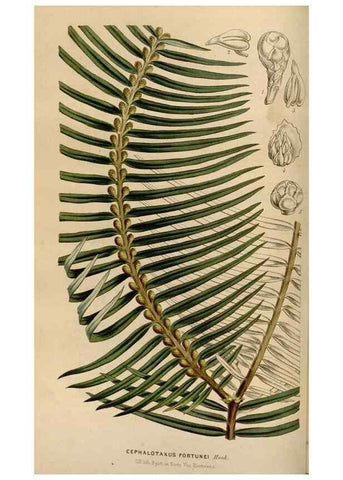 Reproducción/Reproduction 49642936693: Flore des serres et des jardins de l'Europe. A Gand :chez Louis van Houtte, eÌditeur,1845-1880.. 