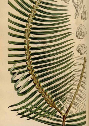 Reproducción/Reproduction 49642936693: Flore des serres et des jardins de l'Europe. A Gand :chez Louis van Houtte, eÌditeur,1845-1880.. 