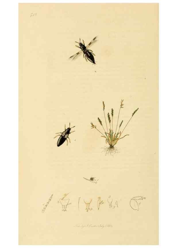 Reproducción/Reproduction 49640859731: British entomology :. London,Printed for the author,1823-1840 [i.e. 1840].. 