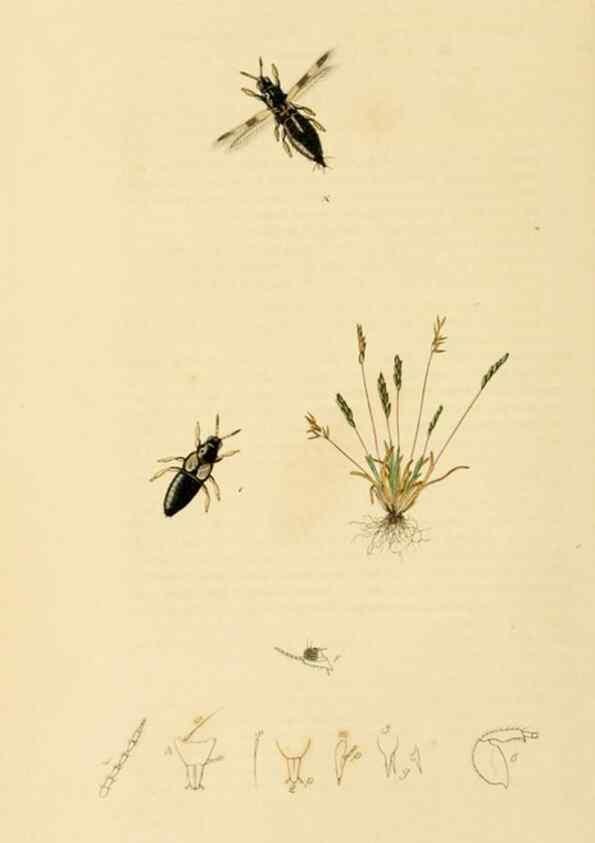 Reproducción/Reproduction 49640859731: British entomology :. London,Printed for the author,1823-1840 [i.e. 1840].. 
