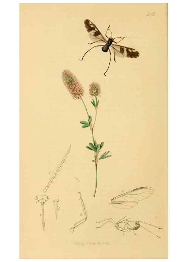 Reproducción/Reproduction 49641132597: British entomology :. London,Printed for the author,1823-1840 [i.e. 1840].. 