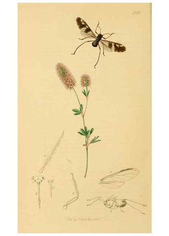 Reproducción/Reproduction 49641132597: British entomology :. London,Printed for the author,1823-1840 [i.e. 1840].. 