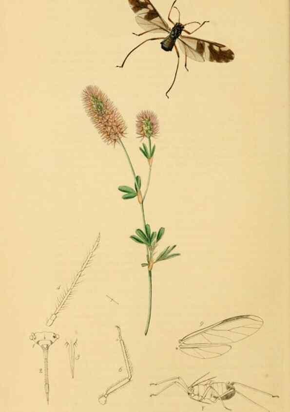 Reproducción/Reproduction 49641132597: British entomology :. London,Printed for the author,1823-1840 [i.e. 1840].. 