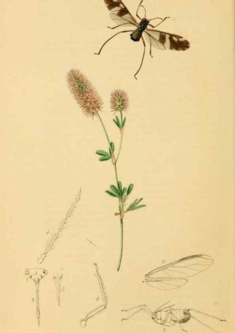 Reproducción/Reproduction 49641132597: British entomology :. London,Printed for the author,1823-1840 [i.e. 1840].. 