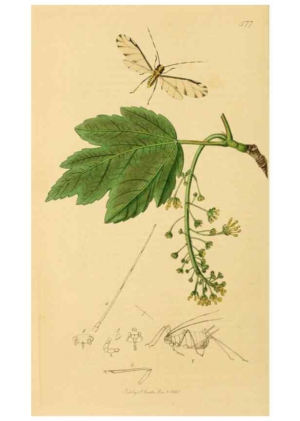 Reproducción/Reproduction 49640335943: British entomology :. London,Printed for the author,1823-1840 [i.e. 1840].. 